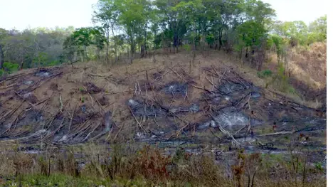 Image of burnt rainforest. 