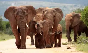 A herd of elephants with baby calves approaches us