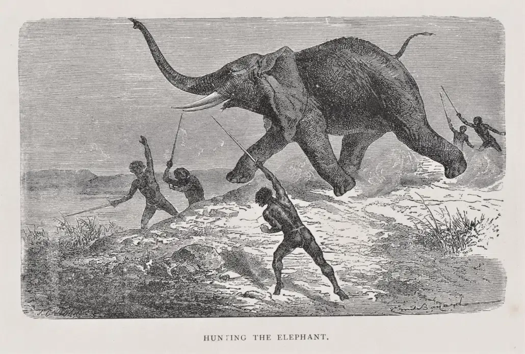 Elephant being hunted