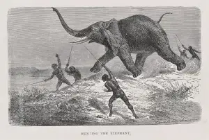 African men spearing an elephant in the 1800s.