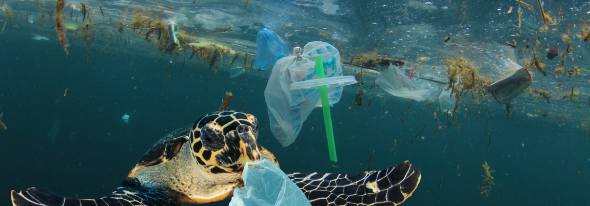 turtle eating plastic bag